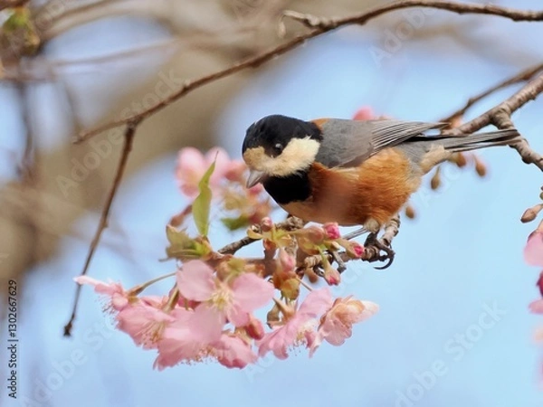 Fototapeta ヤマガラ