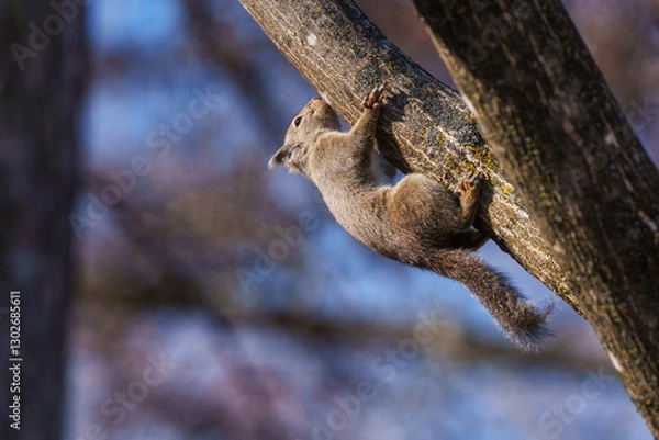 Obraz ニホンリス