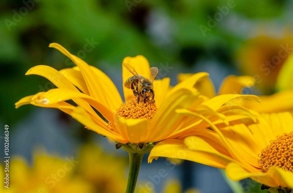 Obraz Bumblebee on a yellow flower on a sunflower.