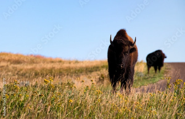 Fototapeta American Bison
