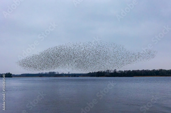 Fototapeta Starling murmuration of large flock of birds flying and forming dense shapes over lake water. Lough Ennell, County Westmeath, Ireland