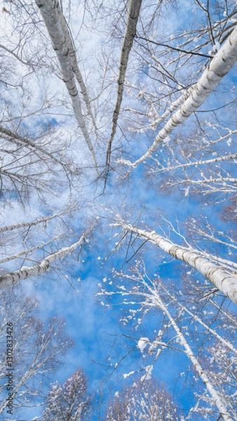 Obraz Snow Covered White Birch