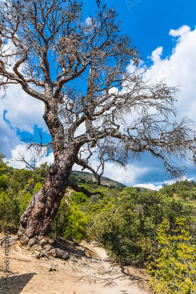 Obraz An old tree on the tourist mountain trail to Peak Cosmos on the Karaul-Oba mountain range on the Black Sea coast near the Golitsyn trail near  the village of Novy Svet, Crimea, Russia.
