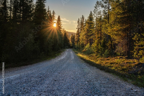 Fototapeta A tranquil unpaved forest road winds through dense pine trees in Sweden, with the warm rays of the setting sun filtering through the branches, creating a serene atmosphere at dusk.
