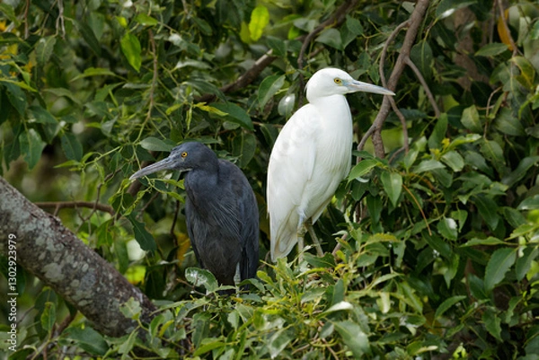 Fototapeta Ein schwarzer und ein weißer Riffreiher stehen auf ihrem Nest in einem Baum