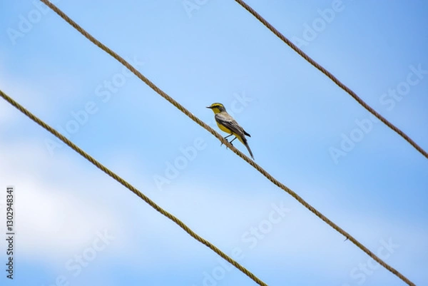Fototapeta bird of the species Satrapa icterophrys known as Yellow-browed Tyrant perched on a metal cable with two other parallel cables