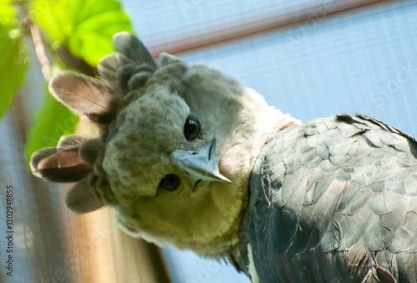 Fototapeta close-up portrait of the head of the large forest eagle known as the harpy eagle of the species Harpia harpyja bred in captivity