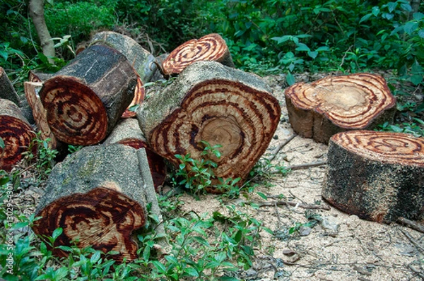 Fototapeta cylindrical pieces of trunk of a large forest tree cut in the middle of an area of ​​undergrowth