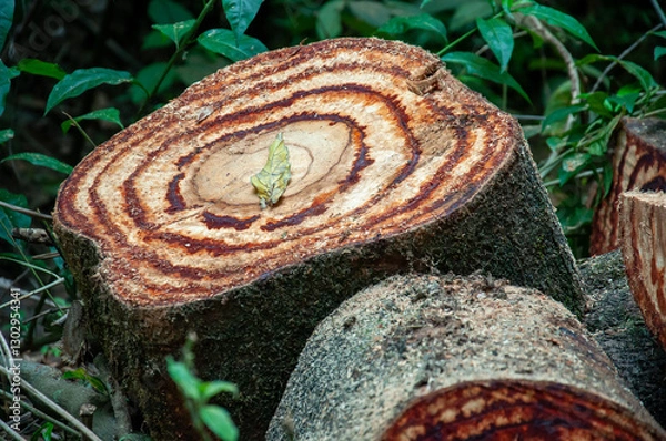 Fototapeta cylindrical pieces of the trunk of a large forest tree cut in the middle of an area of ​​undergrowth with a prominent leaf 2