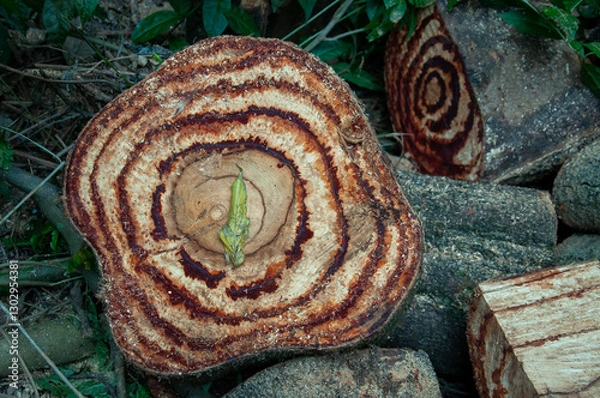 Fototapeta cylindrical pieces of the trunk of a large forest tree cut in the middle of an area of ​​undergrowth with a prominent leaf