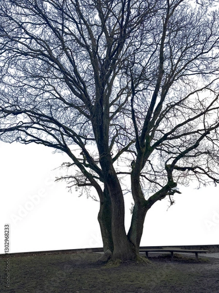 Obraz Silhouette of oak tree with bench for rest. 
