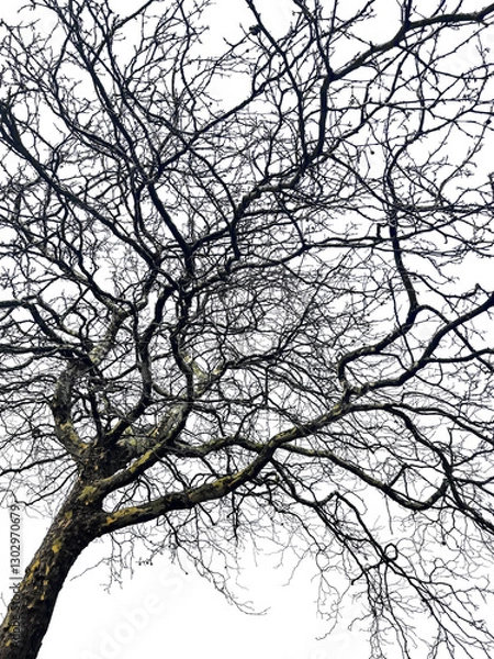 Obraz Sycamore tree. Platanus orientalis. Spotted plane tree trunk
