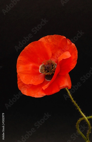 Fototapeta red bloom