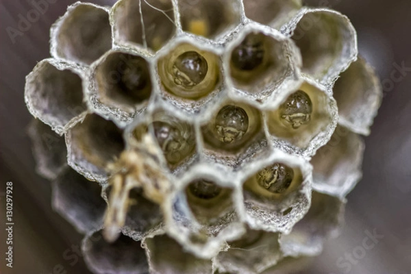 Fototapeta Wasp Nursery