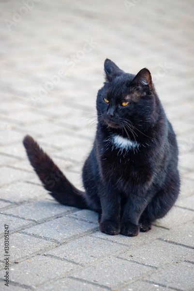 Obraz A black cat with a white spot on its back is sitting on a brick sidewalk