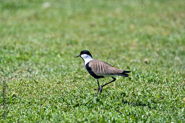 Obraz Large bird feeding in its natural environment.