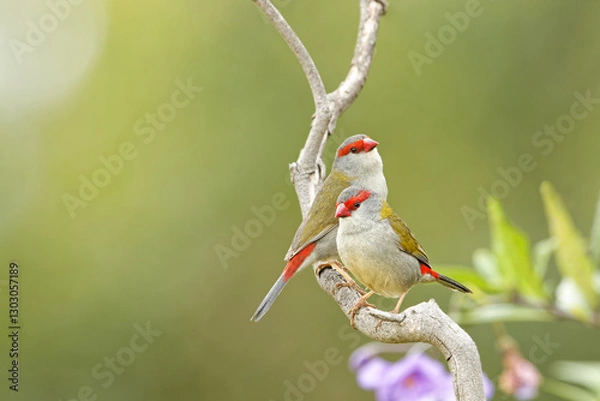 Fototapeta Zwei Rotbrauenfinken sitzen auf einem kahlen Zweig