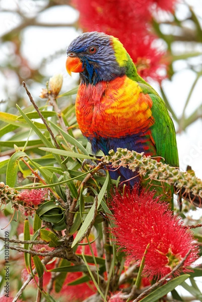 Fototapeta Nasser Regenbogenlori sitzt in einem blühenden Flaschenputzer Baum