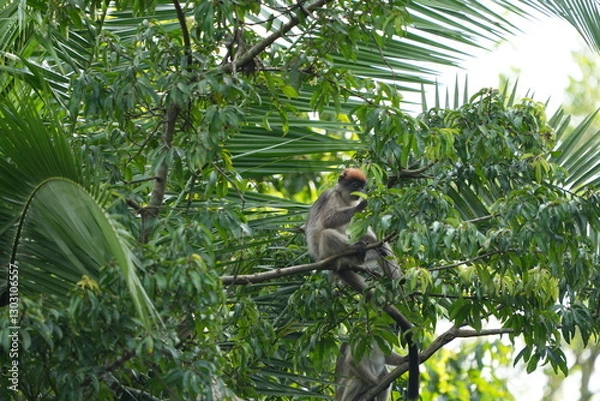 Fototapeta portrait of red colobus monkeys sitting among the trees in the nyabubale swamp in uganda
