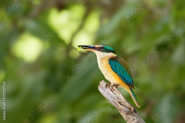 Fototapeta Götzenliest sitzt auf einem vertrockneten Ast mit einer Raupe im Schnabel im Schatten