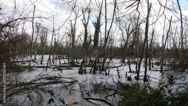 Fototapeta Serene Frozen Swamp Landscape Surrounded by Trees and Natural Serenity