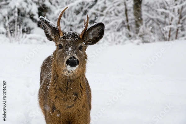 Fototapeta A closeup of a young buck in the snow. He has small antlers and has snow on his face and head. Closeup view with only his upper half visible.