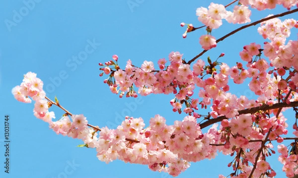 Fototapeta Blooming cherry tree branches against a clear blue sky