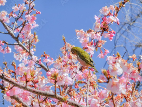 Obraz 枝にメジロが止まっている花が咲いた河津桜