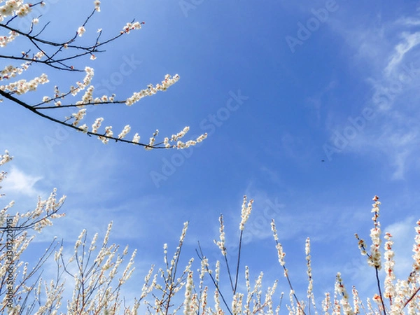 Fototapeta 青空に映えるローアングルの白梅