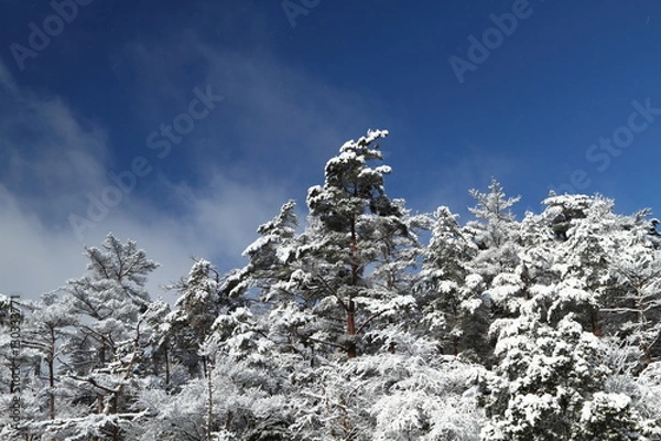 Fototapeta 雪の松林