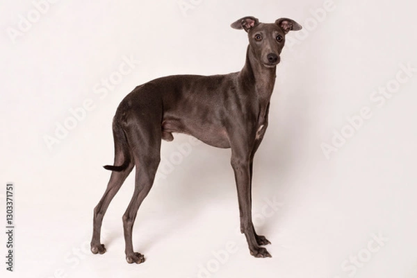 Obraz Small italian greyhound dog standing posing in a studio on a white background