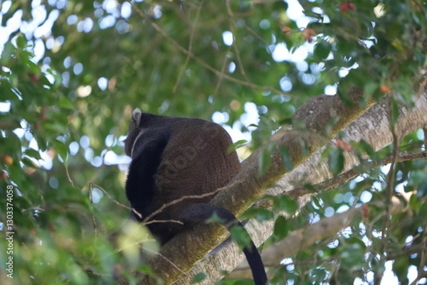 Fototapeta Black-and-White Colobus Monkey in Tree Canopy – Arusha, Tanzania