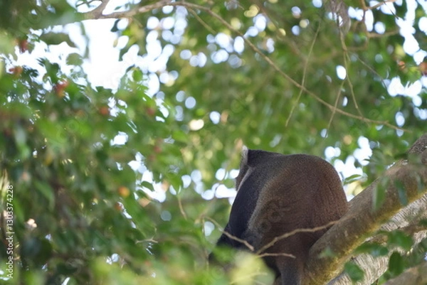 Fototapeta Black-and-White Colobus Monkey in Tree Canopy – Arusha, Tanzania