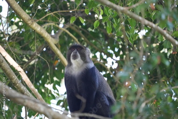 Fototapeta Black-and-White Colobus Monkey in Tree Canopy – Arusha, Tanzania