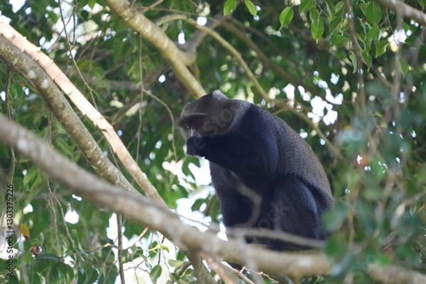 Fototapeta Black-and-White Colobus Monkey in Tree Canopy – Arusha, Tanzania