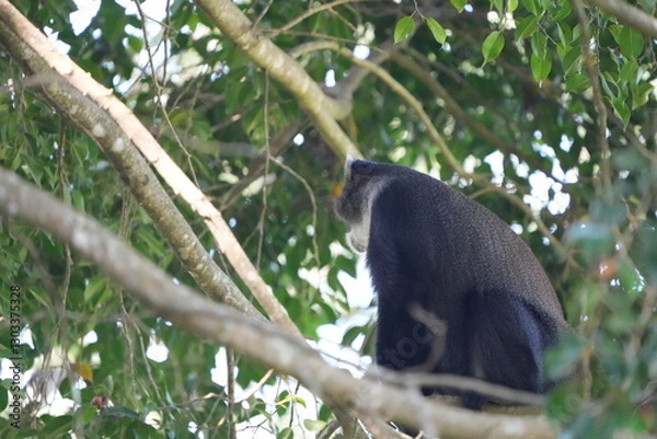 Fototapeta Black-and-White Colobus Monkey in Tree Canopy – Arusha, Tanzania
