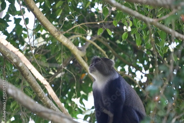 Fototapeta Black-and-White Colobus Monkey in Tree Canopy – Arusha, Tanzania