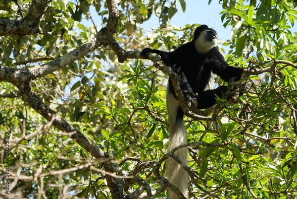 Fototapeta Black-and-White Colobus Monkey in Tree Canopy – Arusha, Tanzania