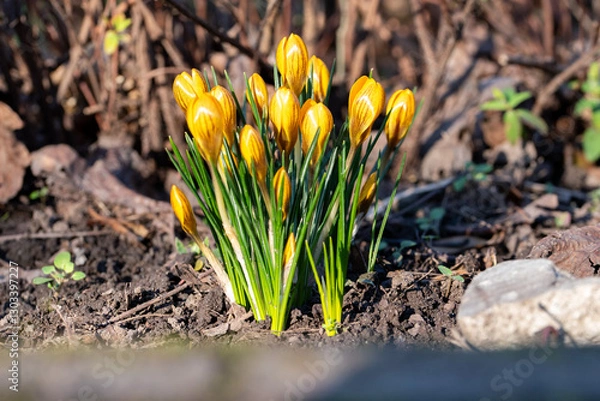 Fototapeta Crocuses in bloom