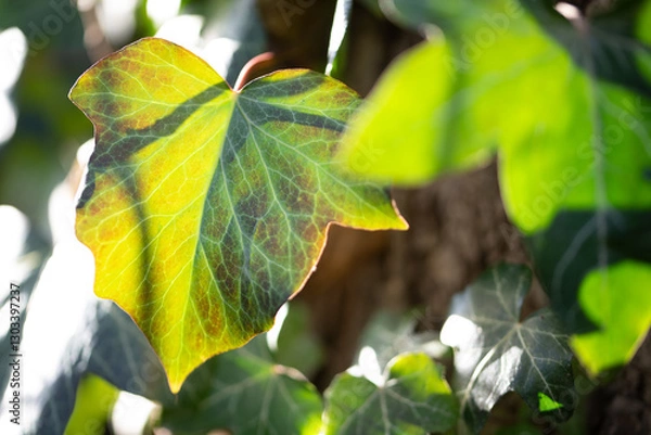 Fototapeta Spring sun illuminates ivy