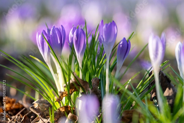 Fototapeta Crocuses in bloom