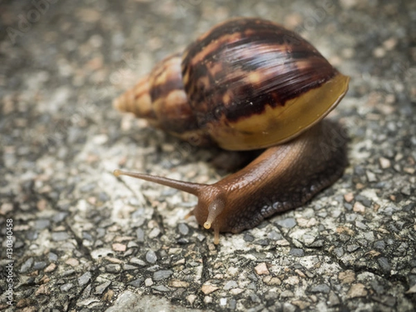 Obraz Snail climbing