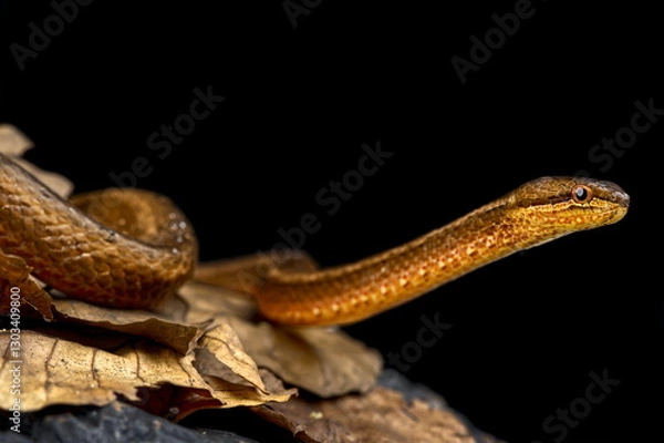 Obraz Asian mock viper (Psammodynastes pulverulentus)