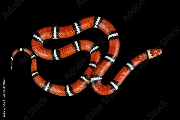 Obraz Coastal plains milksnake (Lampropeltis triangulum "temporalis")