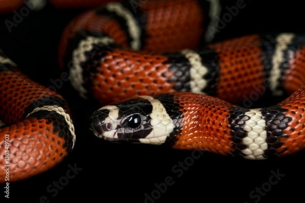 Obraz Stuart's Milk Snake (Lampropeltis triangulum stuarti)