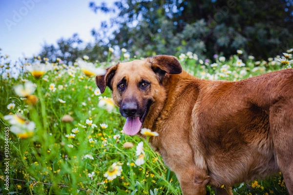 Fototapeta big dog walking in a field of flowers during the spring