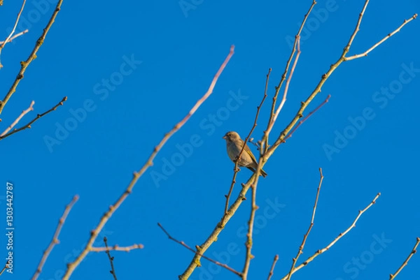 Fototapeta Sperling auf einem Ast