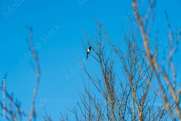 Fototapeta Echte Elster auf einem Ast