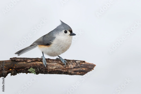 Fototapeta Tufted Titmouse perched on a dead branch in winter