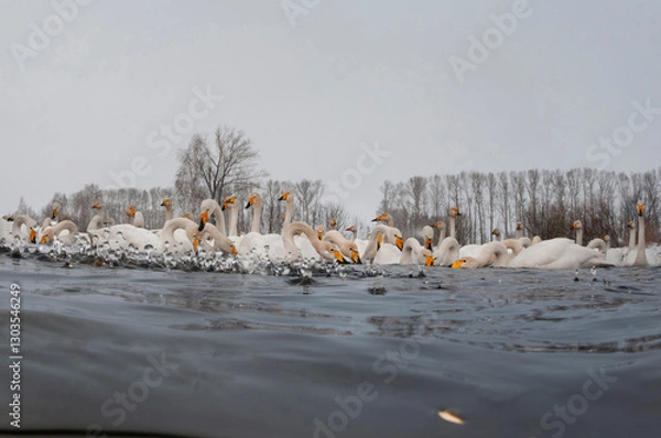 Fototapeta Feeding swan flock